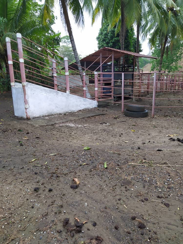 Imagen 9 de 20 de Finca Ganadera En Yaracuy Nirgua Productiva