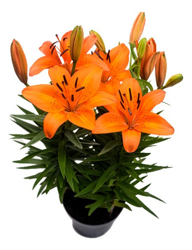 Planta Arbusto Silvestre Flor Amarilla