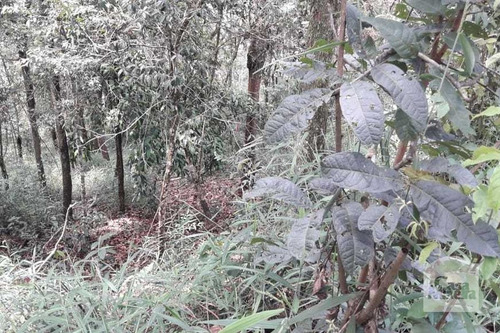 Imagem 2 de 4 de Lote À Venda No Arvoredo - Código 274040 - 274040