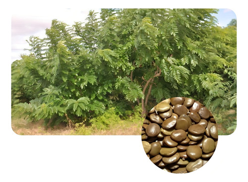 Gliricídia - 1.500 Sementes Adubo Verde E Nutrição Animal