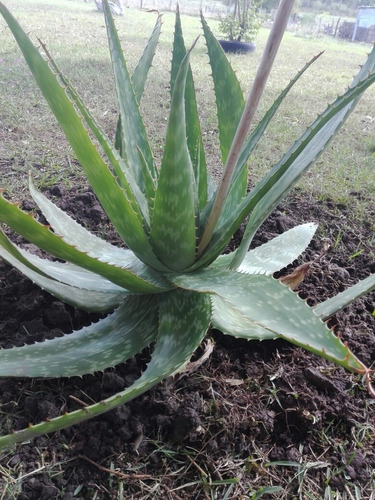 Planta De Aloe Medicinal, Tuna