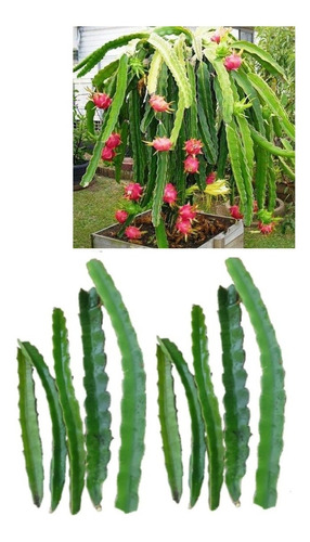 10 Plantas Esquejes Pitaya Roja  50 Cm De Largo