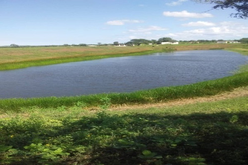 Rs Asein1738 Vende Excelente Finca Para La Siembra Y Cría De Ganado En El Edo. Falcón