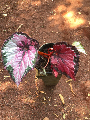 Begonia Red