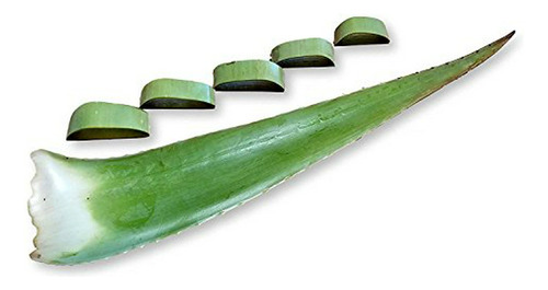 Gel De Aloe Vera Orgánico 3 Libras