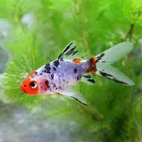 Pez Shubunkin De Agua Fría - 5 Cm, Compra Mayor Descuento Naranja