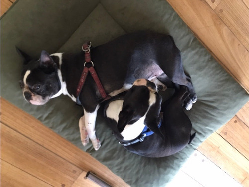 Imagen 5 de 7 de Boston Terrier Doy En Adopción