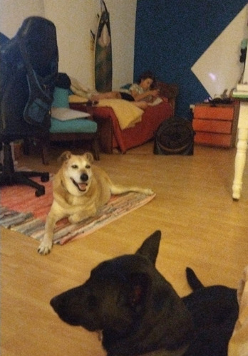 Cuidado De Perros, Guardería, Pensionado, Hotel