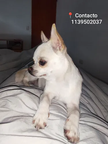 Servicio De Monta Chihuahua Macho Mini