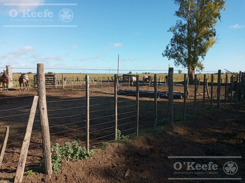 Imagen 19 de 27 de Campo De 600 Has En Venta En Gualeguaychu - Muy Buen Campo Ganadero De 0,7 Ev/ha Con Casco