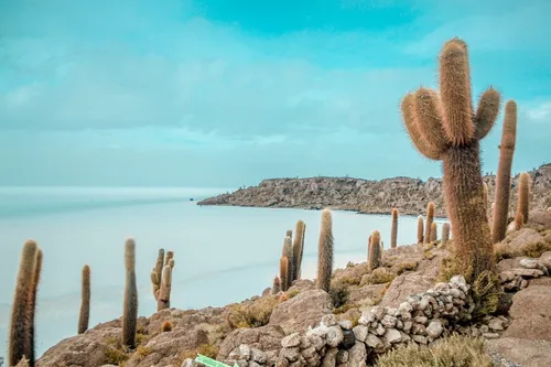 comprar Cactus Playa Cabo San Lucas Canvas Cuadro Decorativo