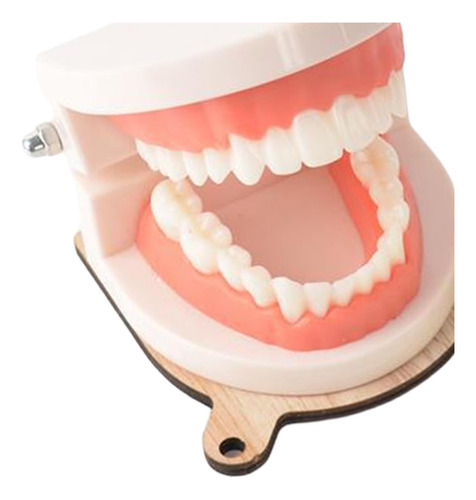 Vida Práctica Cepillado De Dientes Modelo Simulado Juguete