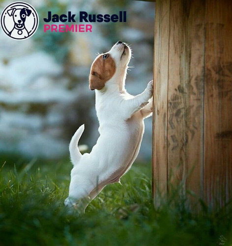 Jack Russell 7 Tricolor