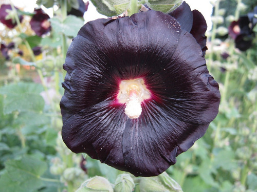 15 Sementes Malva Negra Alcea Rosea Nigra Preta Flor P Mudas