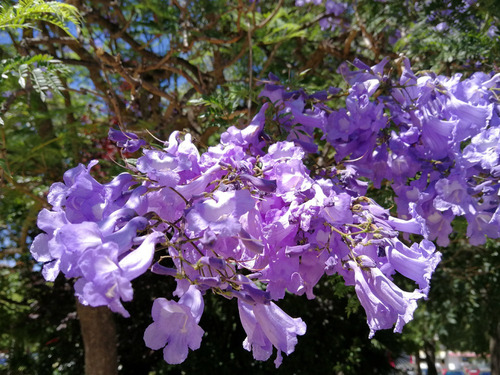 10 Semillas Jacaranda Mimosifolia