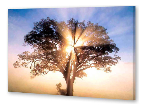 Cuadro Canvas Arbol De La Vida Foto Con Sol Atravesando