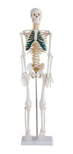 Material Didáctico Esqueleto Con Nervios Espinales 85cm