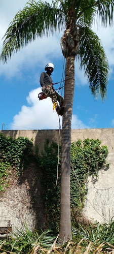 Imagen 12 de 12 de Poda De Arboles Tala Extracciones Palmera Whatsap 1528694955