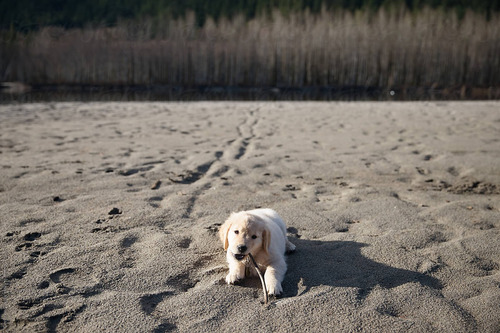 Cachorros Golden Retriever Somos Criadero Estancia Del Mar