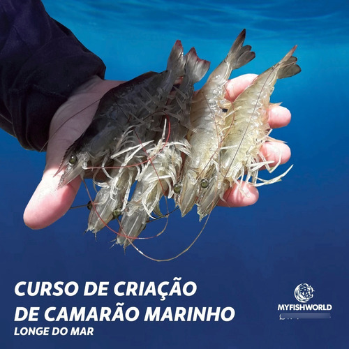 Criação De Camarão Marinho Água Artificial -  Projeto Grátis