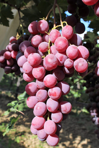 Uva Red Globe Gigante, Mas Semillas
