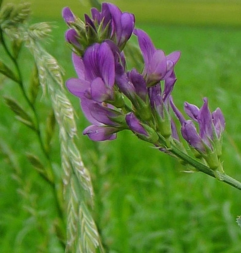 Semillas De Alfalfa Libra 