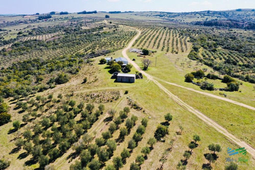 Preciosas Chacra Con Olivos En Finca Babieca, Vistas Sierras, Arroyo, Pueblo Eden