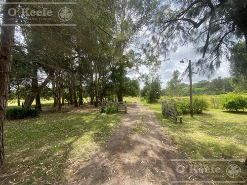 5 Has En Veronica - Chacra En Venta Con Importante Arboleda