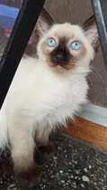 Comprar Gatitos Siameses Bebes De Pelo Largo (balinés). Unicos!!!