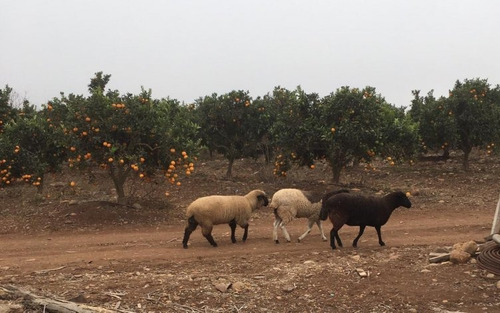 Predio Agrícola, Ovalle