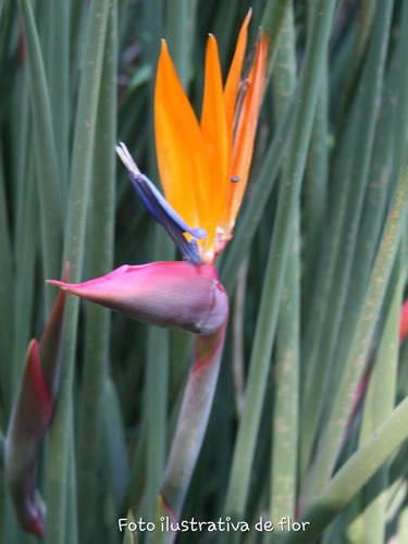 Strelitzia Juncea En Maceta De 10 Lt.