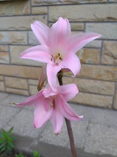 Bulbos De Amarilis, Belladona Y Crinum - Solo Bs As Y Caba