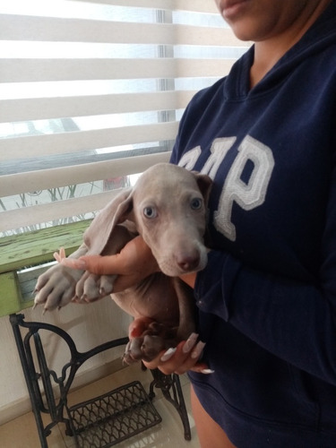 Weimaraner Finos Cachorros
