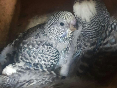 Pericos Australianos