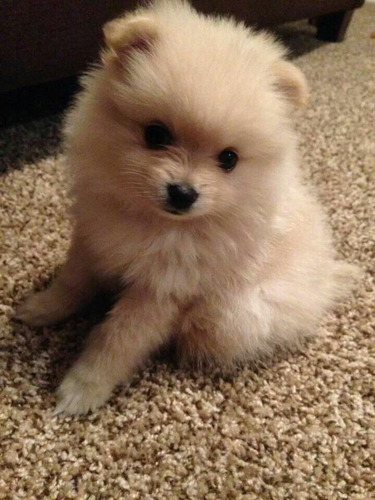 Pomerania Crema Pomposo Crema