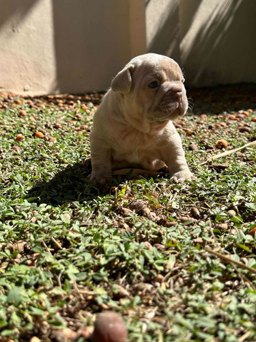 Bulldog Francés Isabellas