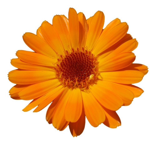 Semilla De Calendula Marigold  Y A