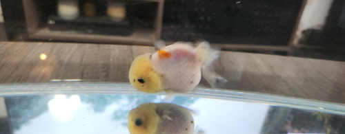 Pez Oranda Cabeza De Leon Calico 5 Amarillo