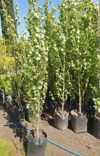 Alamo Plateado Populus Alba Pyramidalis Excelentes