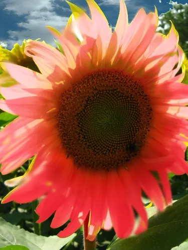 comprar Semillas De Girasol Rosado