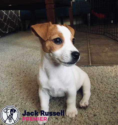 Jack Russell 39 Tricolor