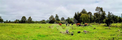 Agrícola En Venta En Río Bueno