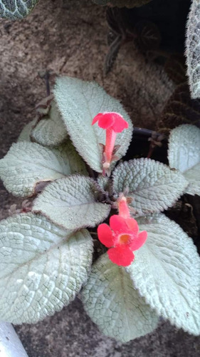 Episcia Silver Flor Roja