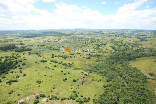 Campo Apto Fraccionamiento Con Plantación De Olivos Y Fábrica De Aceite De Oliva Muy Acreditado- Ref: 12801