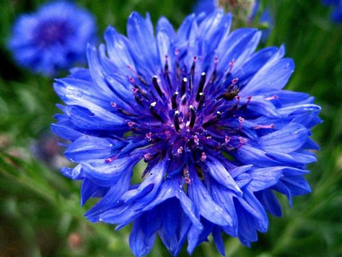 Semillas De Centaurea Cyanus- Aciano O Azulejo *50 Pzas
