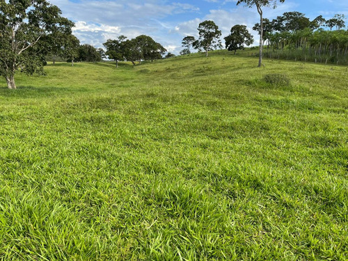 Imagem 7 de 20 de Chácara À Venda! Em Goianésia - Go, 13 Alqueres A 14.5 Km De Goianésia, Com 2 Nascente De Água Dentro.