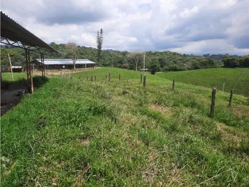Venta Finca Ganadera Filandia Via Quimbaya - 41 Cuadras
