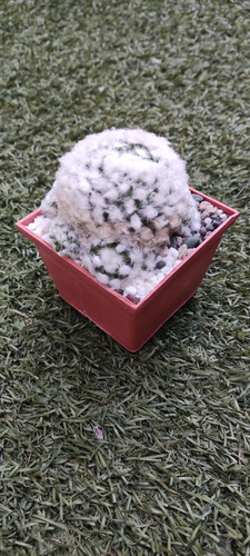 Mammilaria Splendex