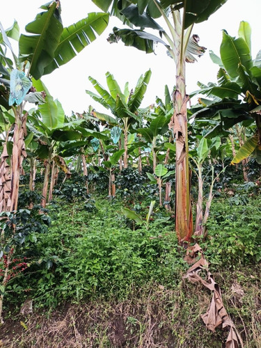 Imagen 4 de 5 de Finca De 8 Cuadras En Cafe Y Platano En Venta A Diez Minutos De Caicedonia Con Terreno Tendido