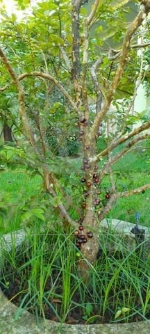 Imagem 16 de 17 de Chácara À Venda Em Núcleo Residencial Princesa D'oeste - Ch034102